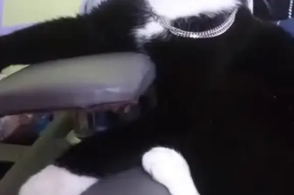 Кошки потеряшки, Новосибирск, фото: Потеряшка кот Масик на Демакова в Академгородке