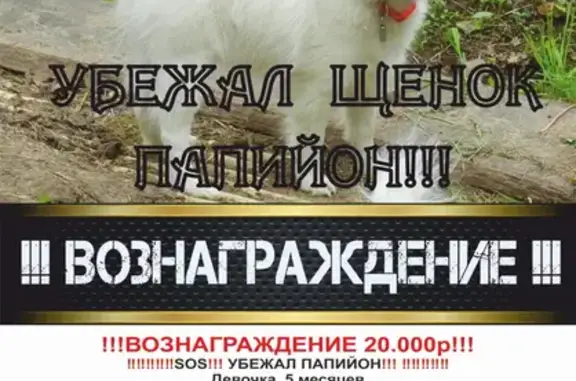 Пропала собака в Барнауле, ВОЗНАГРАЖДЕНИЕ 20.000р!