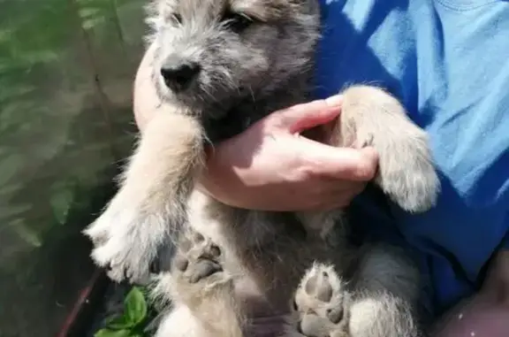 Найден щенок кобель в Кургане, садовое товарищество Омский мост