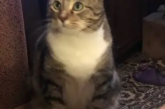 Потерянные животные Москва, фото: Пропала кошка на ул. Ярославская, пересечение с ул. Космонавтов, Касаткина.