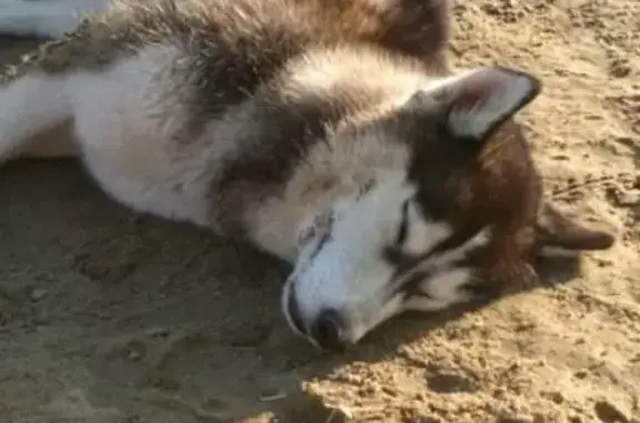 Найдена собака, Астрахань, фото: Потерянный хаски на пляже Ахтубинска, Астрахань