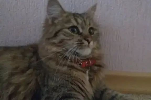 Найден кот (кошка) в Заречье, Череповец
