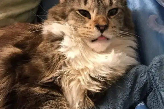 Потерянные животные Москва, фото: Пропала кошка Мейн-кун в Москве, ул. 3-я Красногвардейская, 6