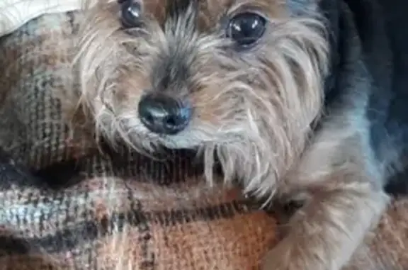 Собака Йокширский терьер найдена в Санкт-Петербурге на Аннинском шоссе.