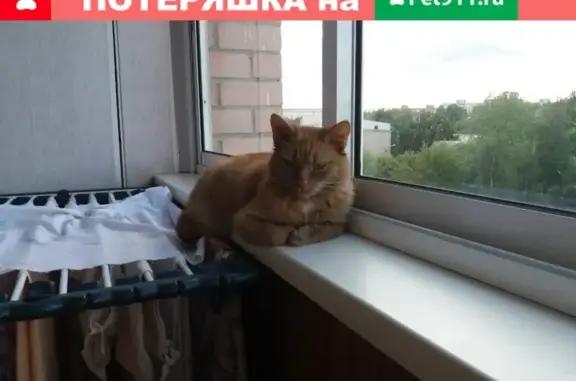Найден домашний кот на ул. Слепнева, 8-965-729-27-22 (Ярославль)