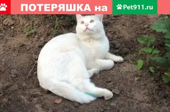 Пропал кот на ул. Советской, Волгодонск.
