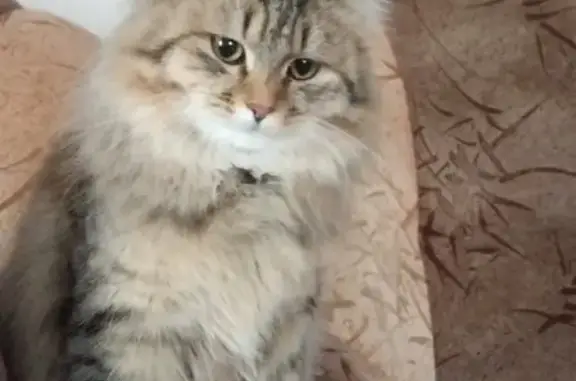 Пропала кошка в Ульяновске https://vk.com/id22305127