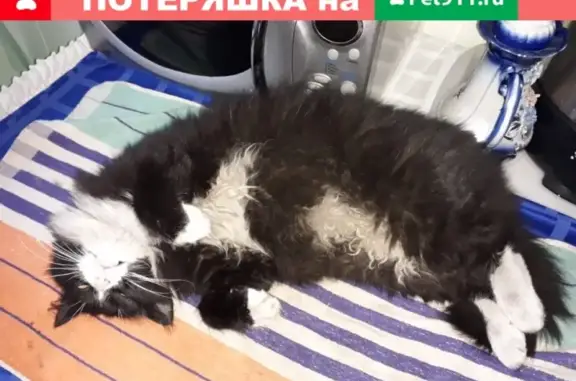 Пропала кошка в районе ПАТП 1 Рыбинск
