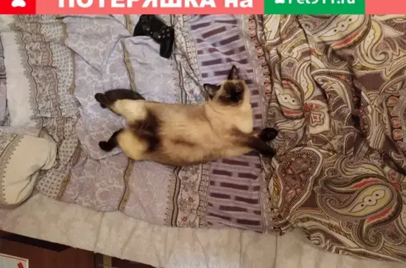 Пропала кошка в Саратове, район Сих, Пугачевский 1-й.