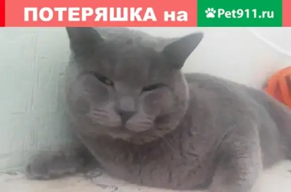 Пропал кот в поселке Самострой, Ул. Загородная