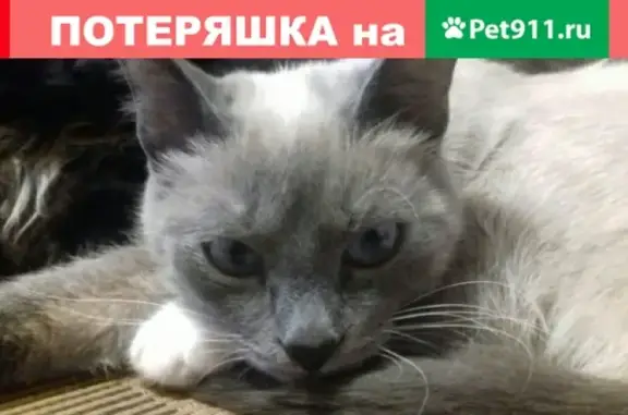 Пропала кошка по адресу Фадеевых 17 в Кушве