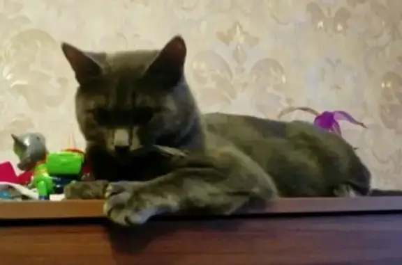 Кошки потеряшки, Татищево, фото: Потеряшка кот Тёма в Татищево, Саратовская область