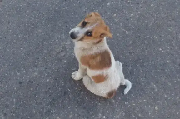 Пропала собака в Королевке, найдена передержка.