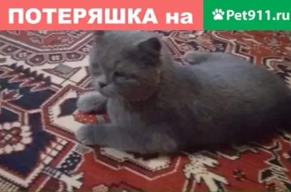 Найден кот в СНТ Мичурина 6 #Магнитогорск