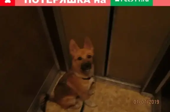 Ухоженная собака ищет хозяина: Холмогорова, 43.