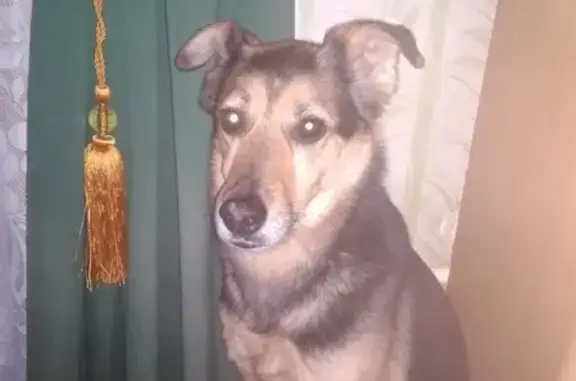 Пропала собака в Киржачском районе, адрес: СНТ Раздолье