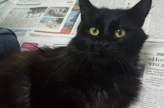 Найден чёрный кот в Перми, нужна помощь!