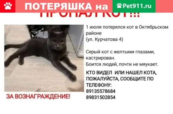 Пропала кошка на ул. Курчатова, Красноярск