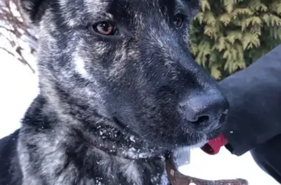 Найдена собака Тигруша - ищет дом на Старокалужском шоссе