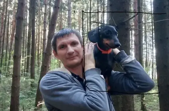 Потерянные животные Москва, фото: Пропала собака Чарли на улице Брусилова, Москва