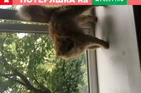 Найдена рыжая кошка на Рогожском Валу в Москве
