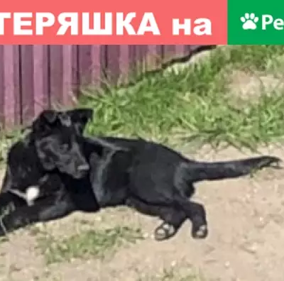 Собаки потеряшки, Калининград, фото: Потеряшка собака в Калининграде, район Тенистая аллея