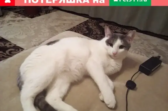 Пропал белый кот с С.Ф. Тархова, 26 (30 символов)
