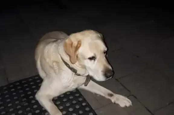 Найдена собака в Чеховском районе, нужна помощь!