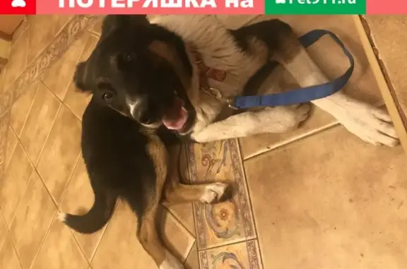 Собака найдена на 5-м Войковском проезде, Москва