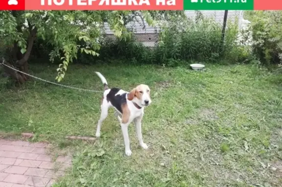 Найдена собака в Каширском р-не, МО.