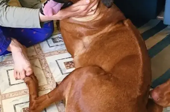 Пропала рыжая собака Мара в Выборгском районе, есть вознаграждение!
