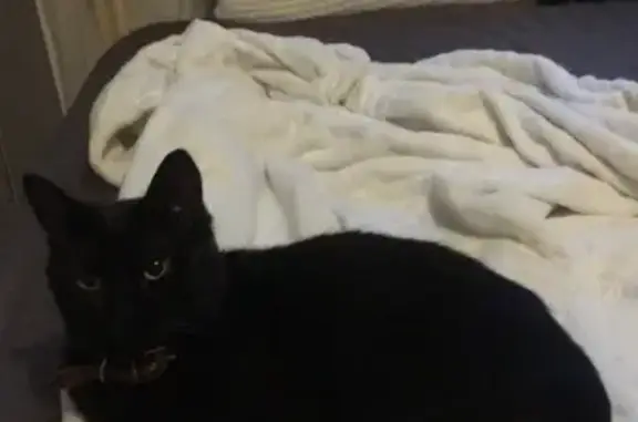 Кошки потеряшки, Москва, фото: Потеряшка кошка Кот, темный окрас, ошейник, чипирован. 89169883243, Пражская, ул. Красного Маяка.