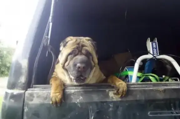 Собаки потеряшки, Архангельск, фото: Потеряшка собака Жади на левом берегу Архангельска