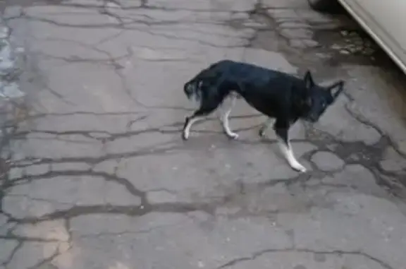 Найдена собака на ул. Л. Толстого 38