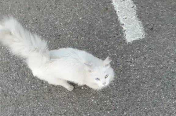 Найдена белая кошка на ул. Киевской возле Лукойла, Калининград