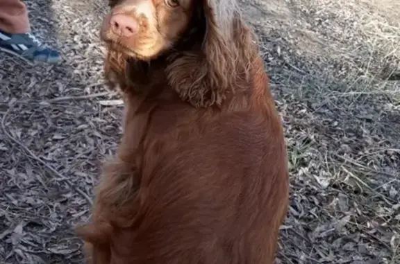 Пропала собака в Омске, район Привокзальная Демьяна #lostpet #пропала_собака #Омск