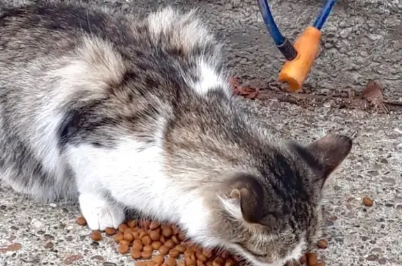 Найдена кошка на ул.Бр. Касимовых в Казани