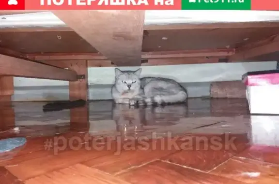 Пропала кошка в Новосибирске, дачный поселок Майский-Кошево, телефон хозяйки Ирина #lostpet #пропала_кошка