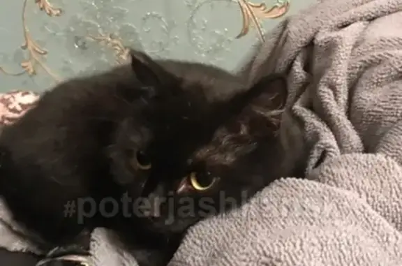 Найдена чёрная кошка на улице Дениса Давыдова, Новосибирск