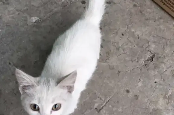 Найден белый котенок на Транспортной, Новокузнецк