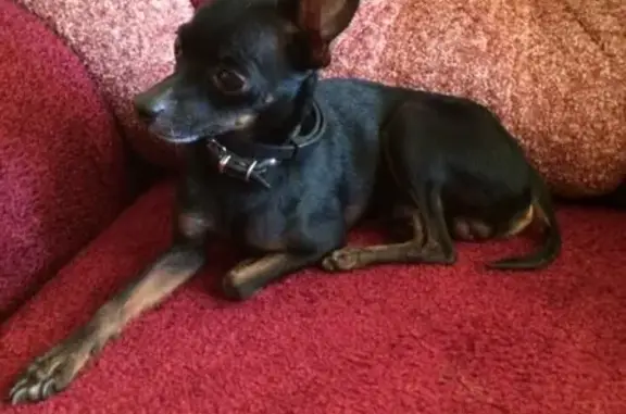 Собаки потеряшки, Липецк, фото: Потеряшка собака в районе Звездного, вознаграждение за информацию