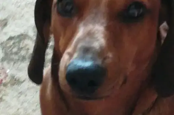Пропала собака Боня в Наро-Фоминске