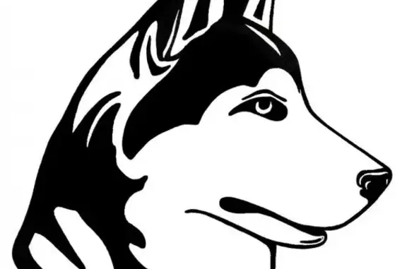 Найдена собака, Москва, фото: Найдена собака в Московской области