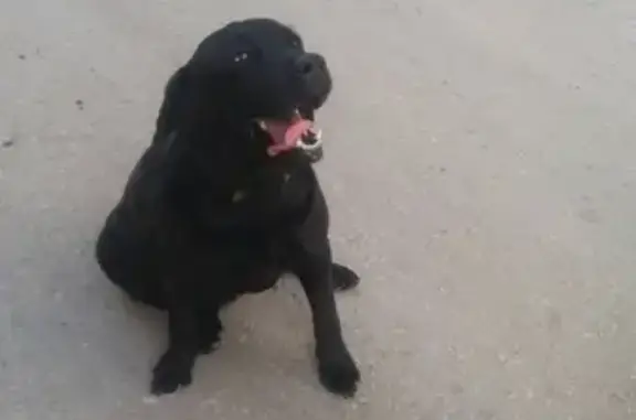 Найдена собака с клеймом в Михайлове, Рязанская область