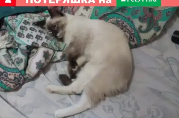 Пропала сиамская кошка на ул. Загородная, Рязань
