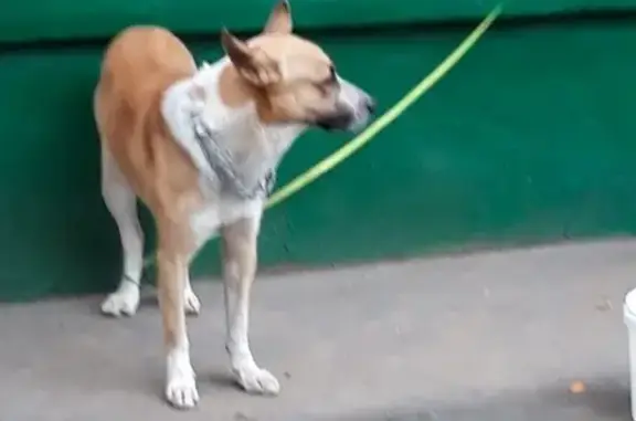 Найдена собака, Москва, фото: Найдена собака в Москве, Северный округ - ищем хозяина