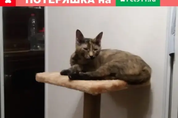 Кошки потеряшки, Москва, фото: Потеряшка кошка в Можайском районе, деревня Красновидово, вознаграждение.