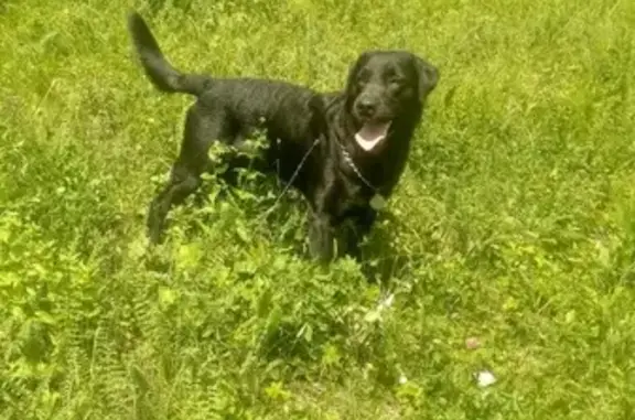 Пропала собака Бумер в Красноуфимске