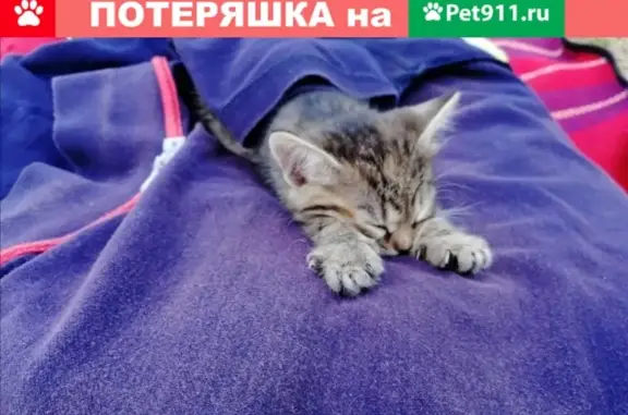 Найден котенок на ЖБИ (Екатеринбург)