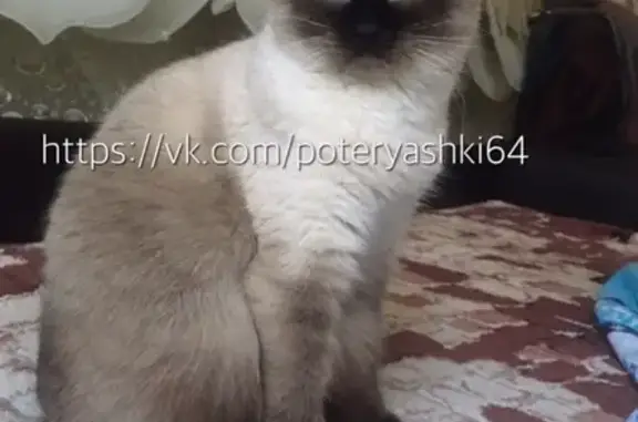 Пропала кошка в Саратове, район танка СХИ (1-й Пугачёвский посёлок, 54)